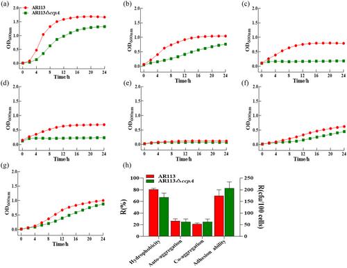 Effect of the catabolic control protein A of Lactiplantibacillus plantarum AR113 on its colonization in vivo