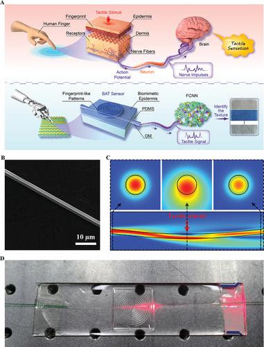 A Bio-Inspired Artificial Tactile Sensing System Based on Optical Microfiber and Enhanced by Neural Network