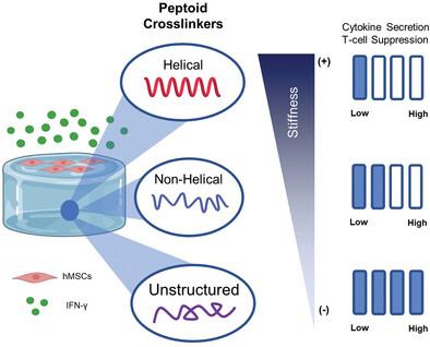 Peptoid-Cross-Linked Hydrogel Stiffness Modulates Human Mesenchymal Stromal Cell Immunoregulatory Potential in the Presence of Interferon-Gamma