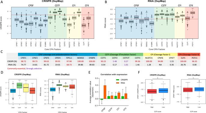 Cleavage and polyadenylation machinery as a novel targetable vulnerability for human cancer