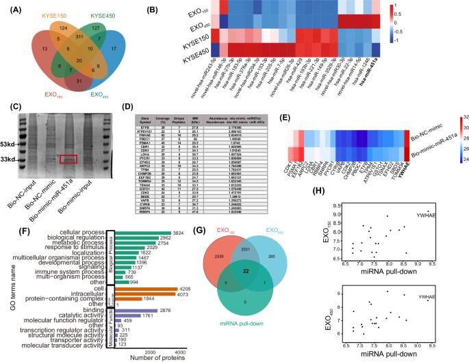 miR-451a was selectively sorted into exosomes and promoted the progression of esophageal squamous cell carcinoma through CAB39