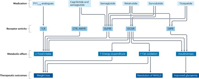 Targeting the incretin system in obesity and type 2 diabetes mellitus