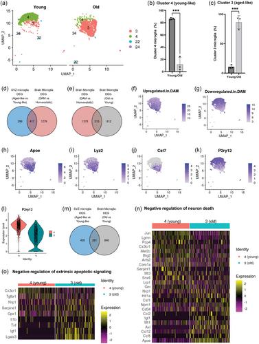 Microglia undergo disease-associated transcriptional activation and CX3C motif chemokine receptor 1 expression regulates neurogenesis in the aged brain