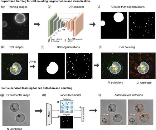 Deep-learning-powered data analysis in plankton ecology