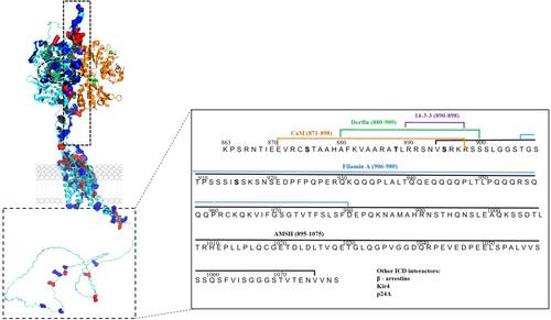 Molecular regulation of calcium-sensing receptor (CaSR)-mediated signaling