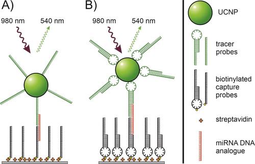 Upconversion Luminescence Based Direct Hybridization Assay to Detect Subfemtomolar miR-20 a DNA Analogue in Plasma