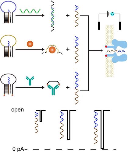 Simultaneous Detection of Multiple Biomarkers by Peptide Nucleic Acids-Based Triplex Molecular Beacon in a Nanopore