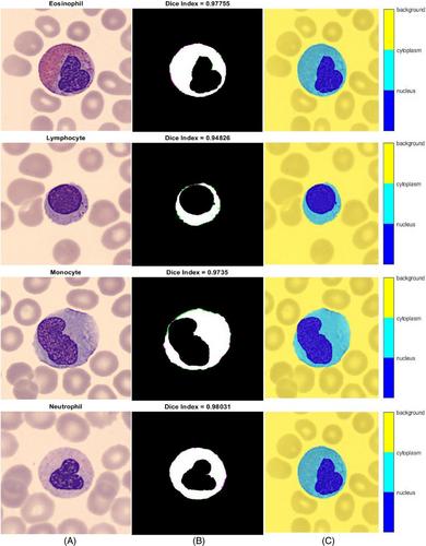 Comprehensive data analysis of white blood cells with classification and segmentation by using deep learning approaches