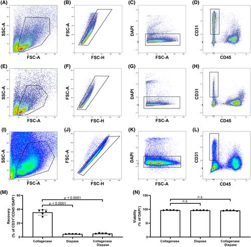 Impact of different tissue dissociation protocols on endothelial cell recovery from developing mouse lungs