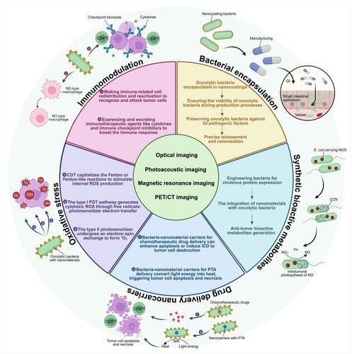 Nanomaterial-assisted oncolytic bacteria in solid tumor diagnosis and therapeutics