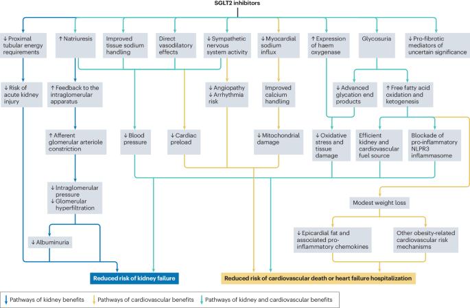 Applications of SGLT2 inhibitors beyond glycaemic control