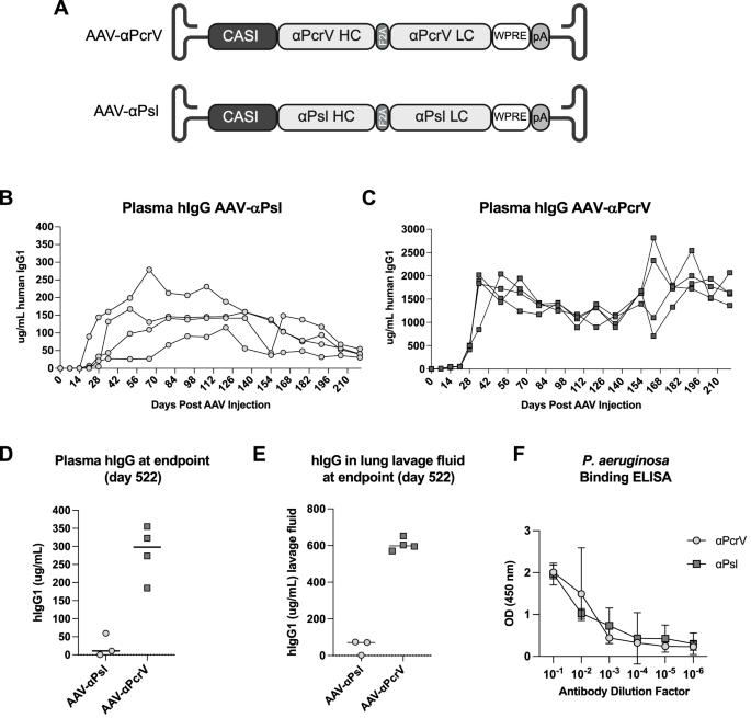 AAV-vectored expression of monospecific or bispecific monoclonal antibodies protects mice from lethal Pseudomonas aeruginosa pneumonia