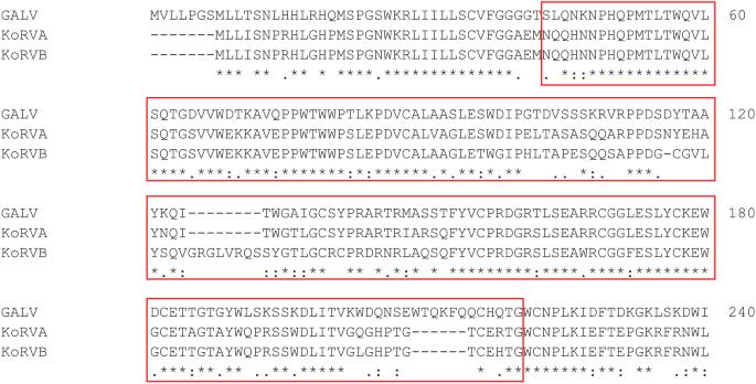 Development of KoRV-pseudotyped lentiviral vectors for efficient gene transfer into freshly isolated immune cells