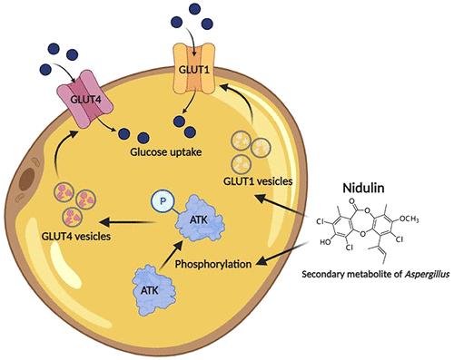 Fungal Depsidones Stimulate AKT-Dependent Glucose Uptake in 3T3-L1 Adipocytes