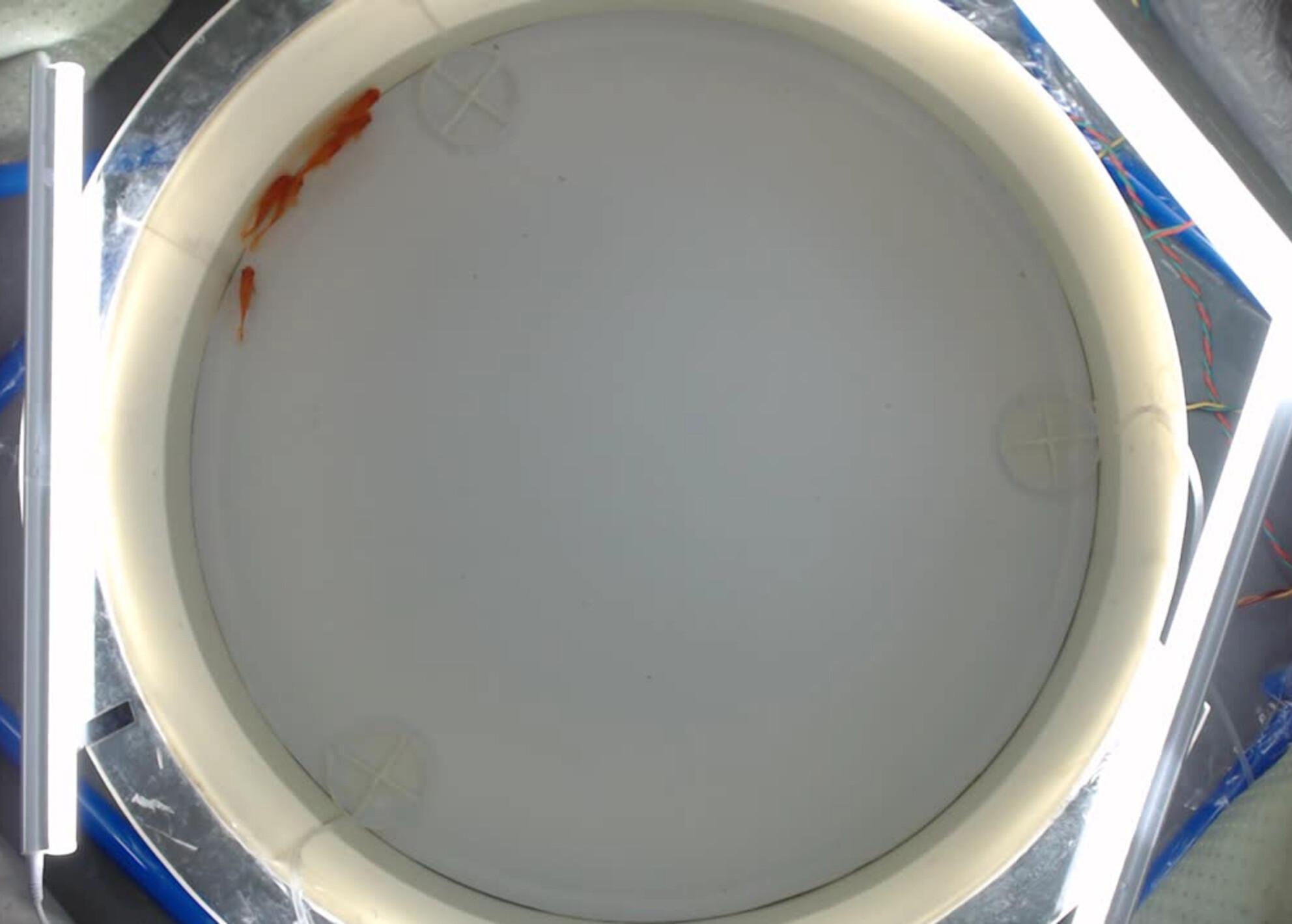 Fasting and digestion exert opposite effects on collective behavior in goldfish across contexts