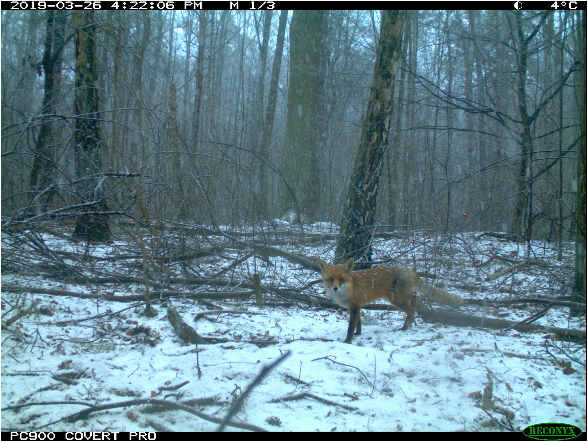 Following urban predators – long-term snow-tracking data reveal changes in their abundance and habitat use