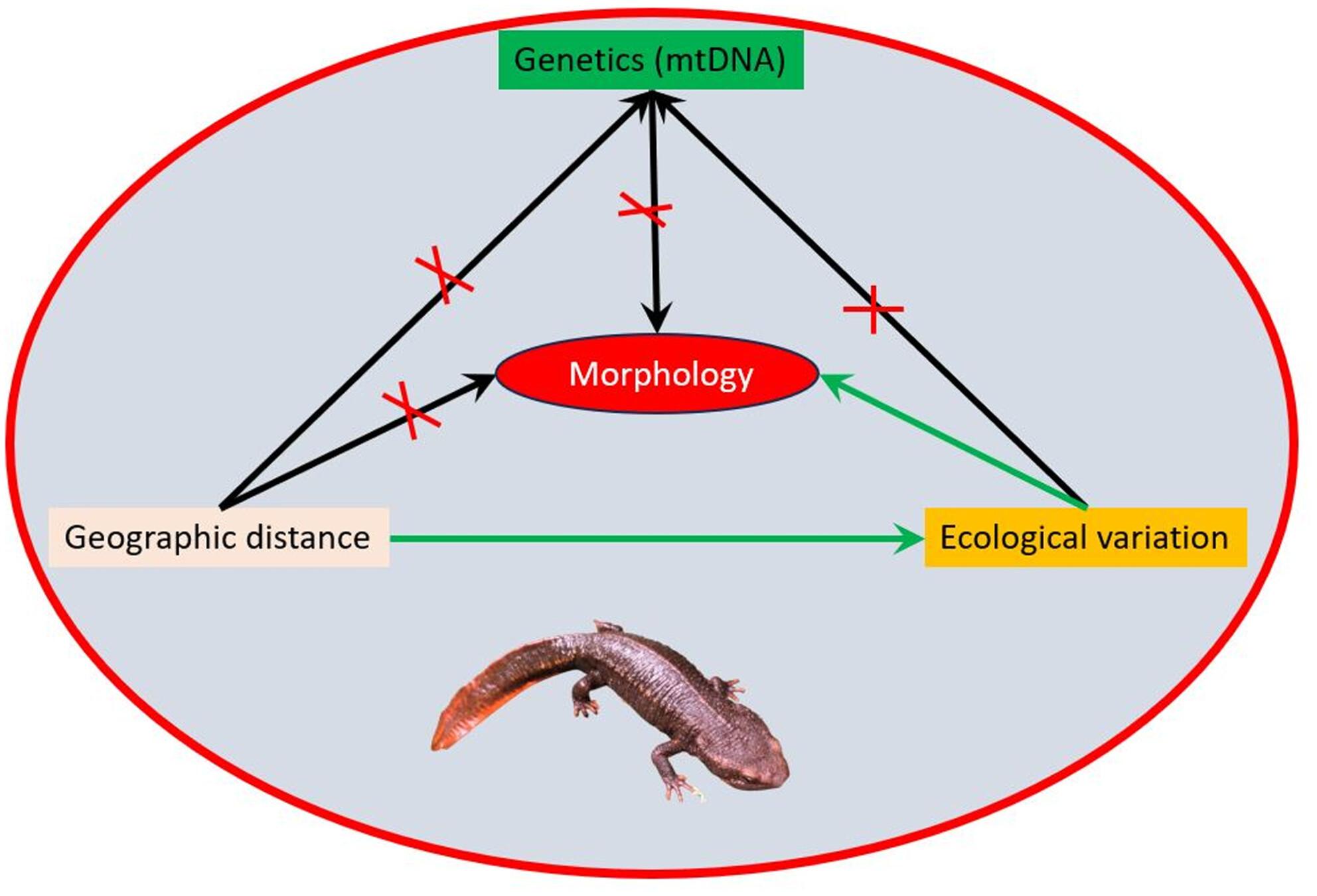 Ecological niche variation drives morphological differentiation in tropical stream-dwelling newts from Indochina