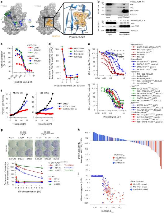 Direct and selective pharmacological disruption of the YAP–TEAD interface by IAG933 inhibits Hippo-dependent and RAS–MAPK-altered cancers