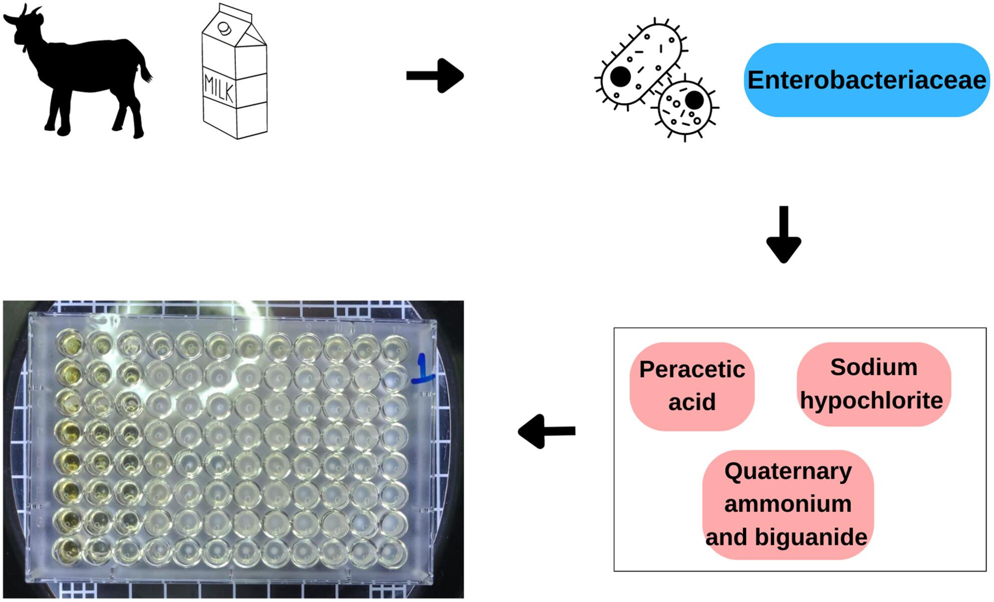 Tolerance of enterobacteria isolated from raw goat milk to sanitisers applied in the food industry