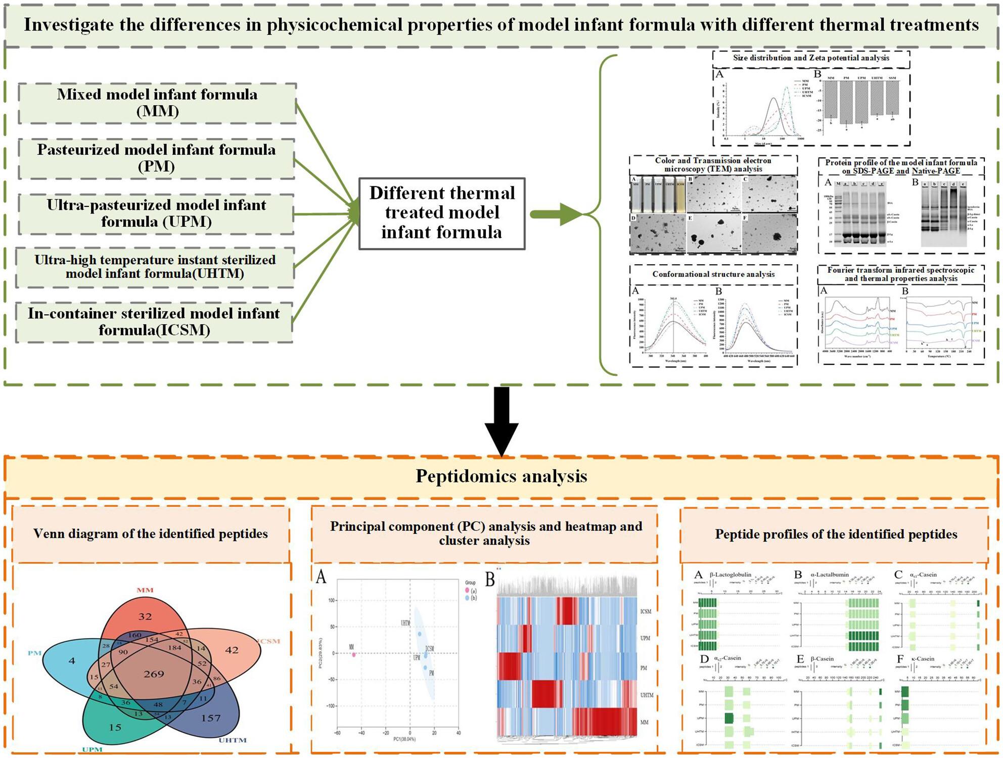 Effects of thermal treatments on physicochemical properties and peptide profiles of infant formula protein model based on peptidomics