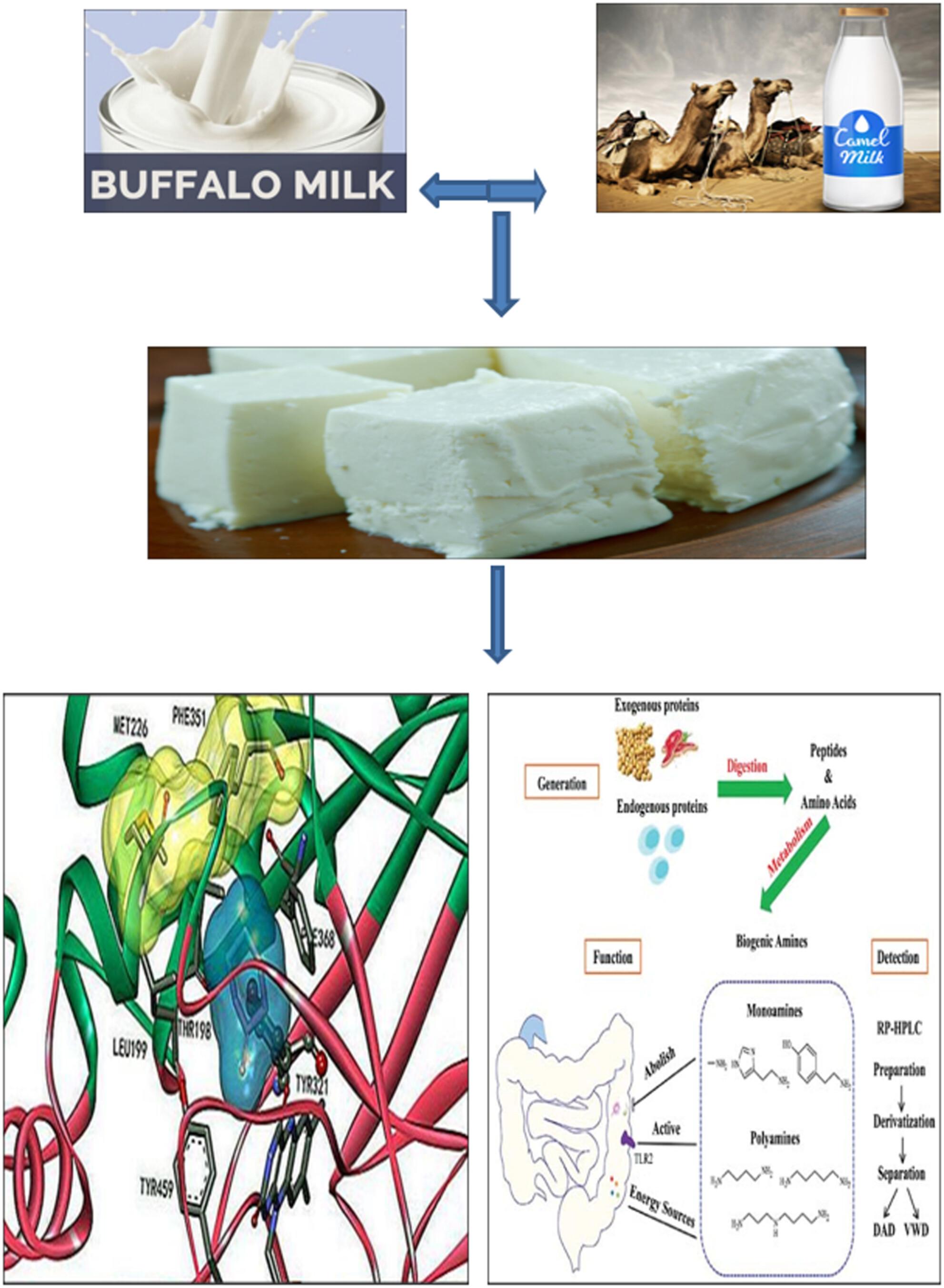 Effect of using camel milk on quality characteristics, free amino acid content and biogenic amine formation in Domiati cheese