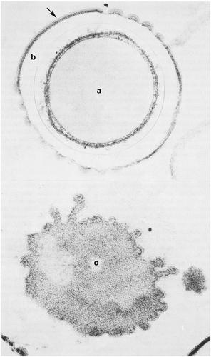 Milk lipid and milk fat globule membrane production