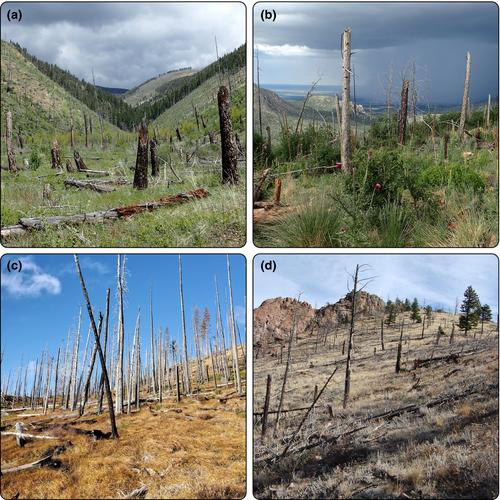 Centering socioecological connections to collaboratively manage post-fire vegetation shifts