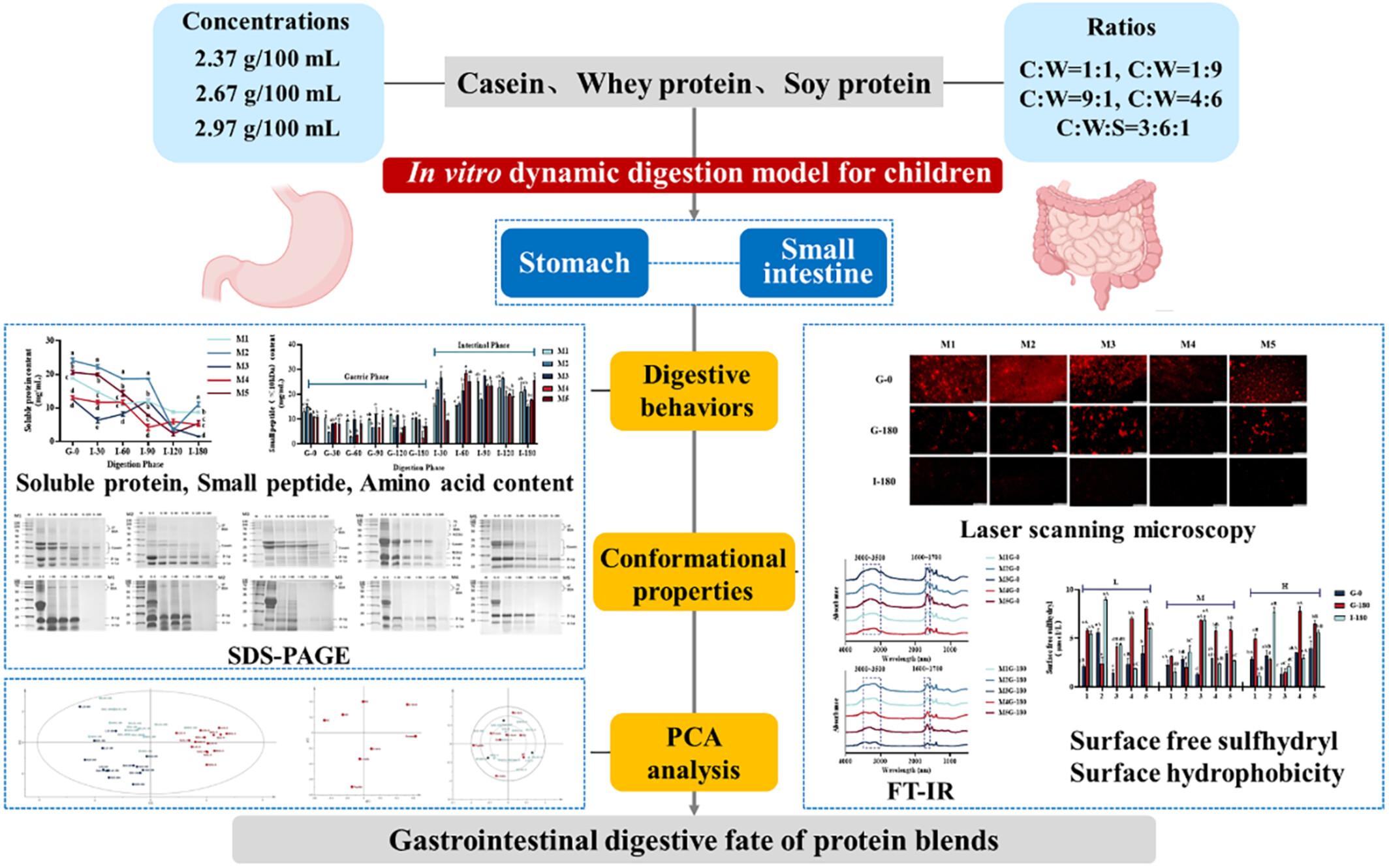 In vitro assessment of addition of soy protein isolate on milk protein digestion and conformational behaviour