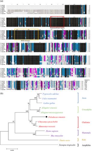 Whole-genome resequencing reveals novel sex-related markers and candidate gene in the Chinese soft-shelled turtle (Pelodiscus sinensis)