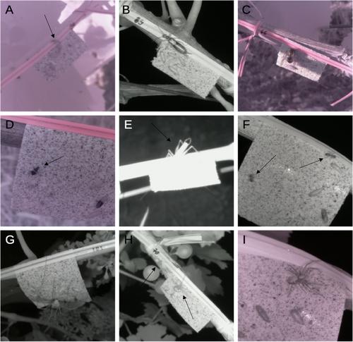 Arthropods in the spotlight – identifying predators of vineyard pest insects with infrared photography