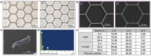 Long-Term Immersion Study for Durability of Interconnected Micropatterned Surfaces with Sustained Water Repellency