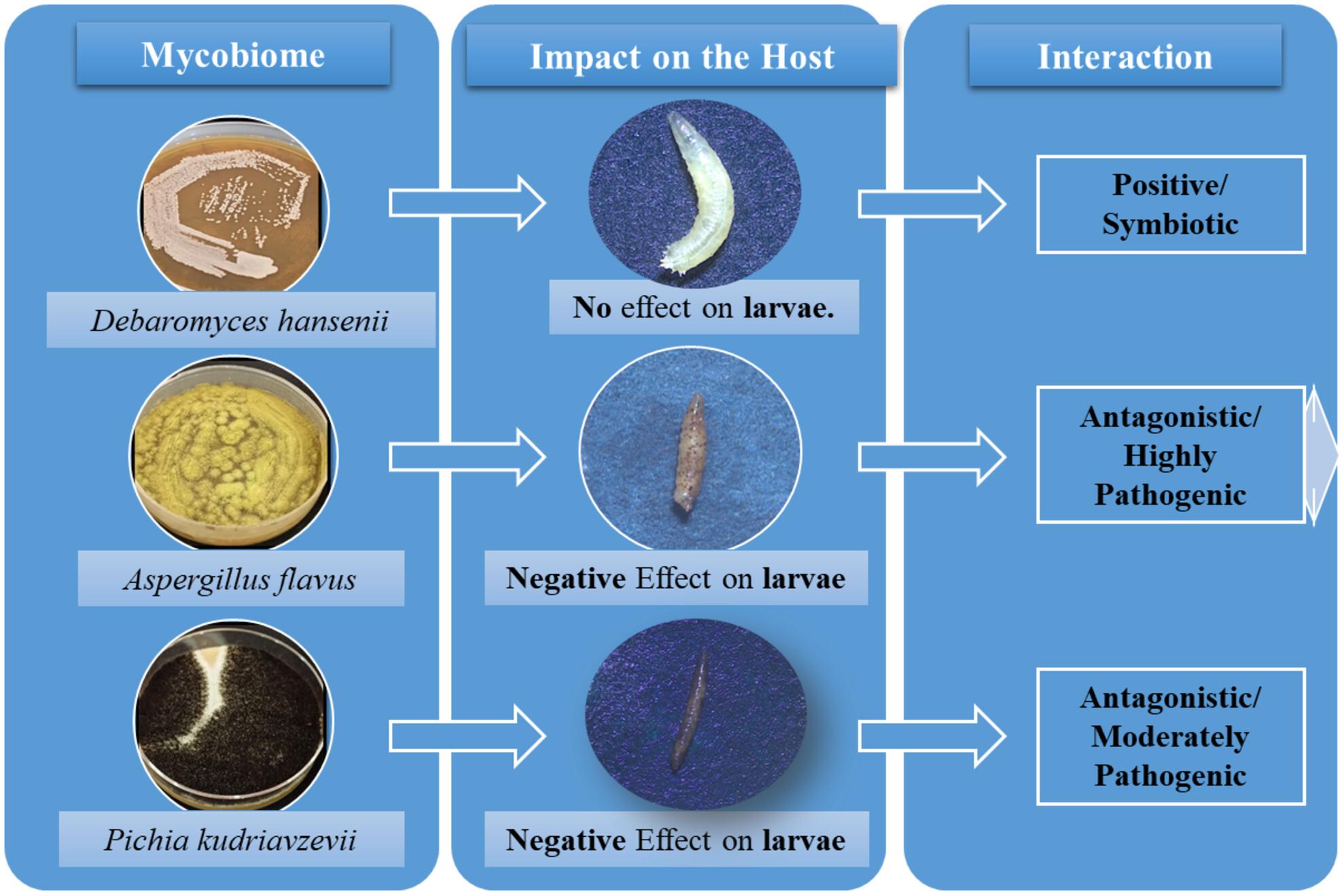 Host–pathogen interaction between the African fig fly, Zaprionus indianus, and its external mycobiome under laboratory conditions