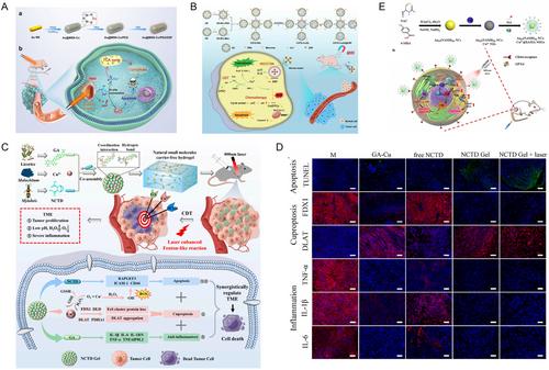 Recent Advances in the Biomedical Applications of Copper Nanomaterial-Mediated Cuproptosis