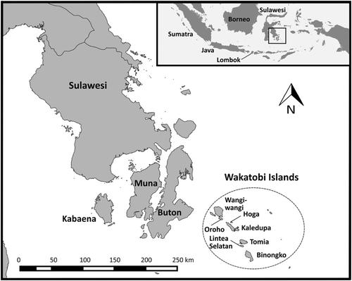 Rolling with the punches—How competition shapes the morphology of small passerines on small islands