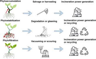 The power of green: Harnessing phytoremediation to combat micro/nanoplastics