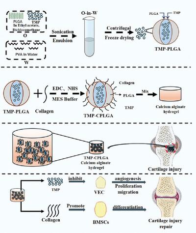 Composite Hydrogel Containing Collagen-Modified Polylactic Acid-Hydroxylactic Acid Copolymer Microspheres Loaded with Tetramethylpyrazine Promotes Articular Cartilage Repair