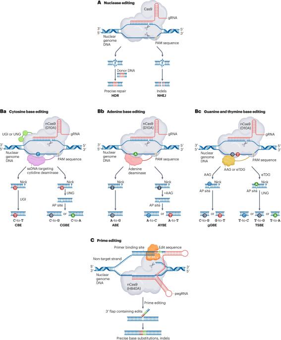 Targeted genome-modification tools and their advanced applications in crop breeding