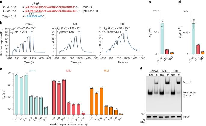 Mammalian PIWI–piRNA–target complexes reveal features for broad and efficient target silencing