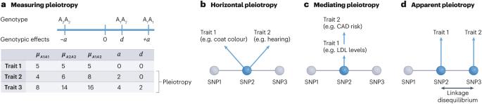 Pleiotropy, epistasis and the genetic architecture of quantitative traits