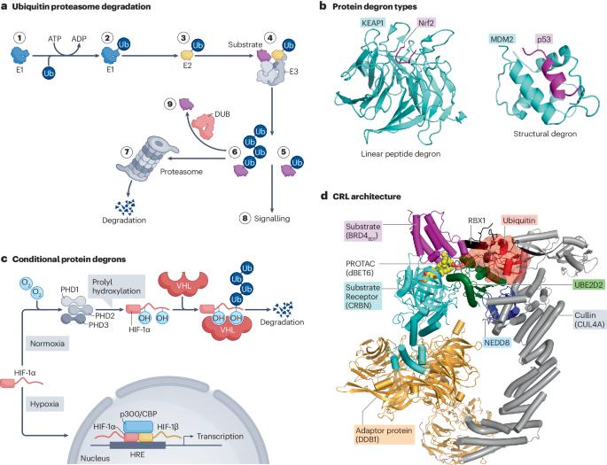 Targeted protein degradation: from mechanisms to clinic