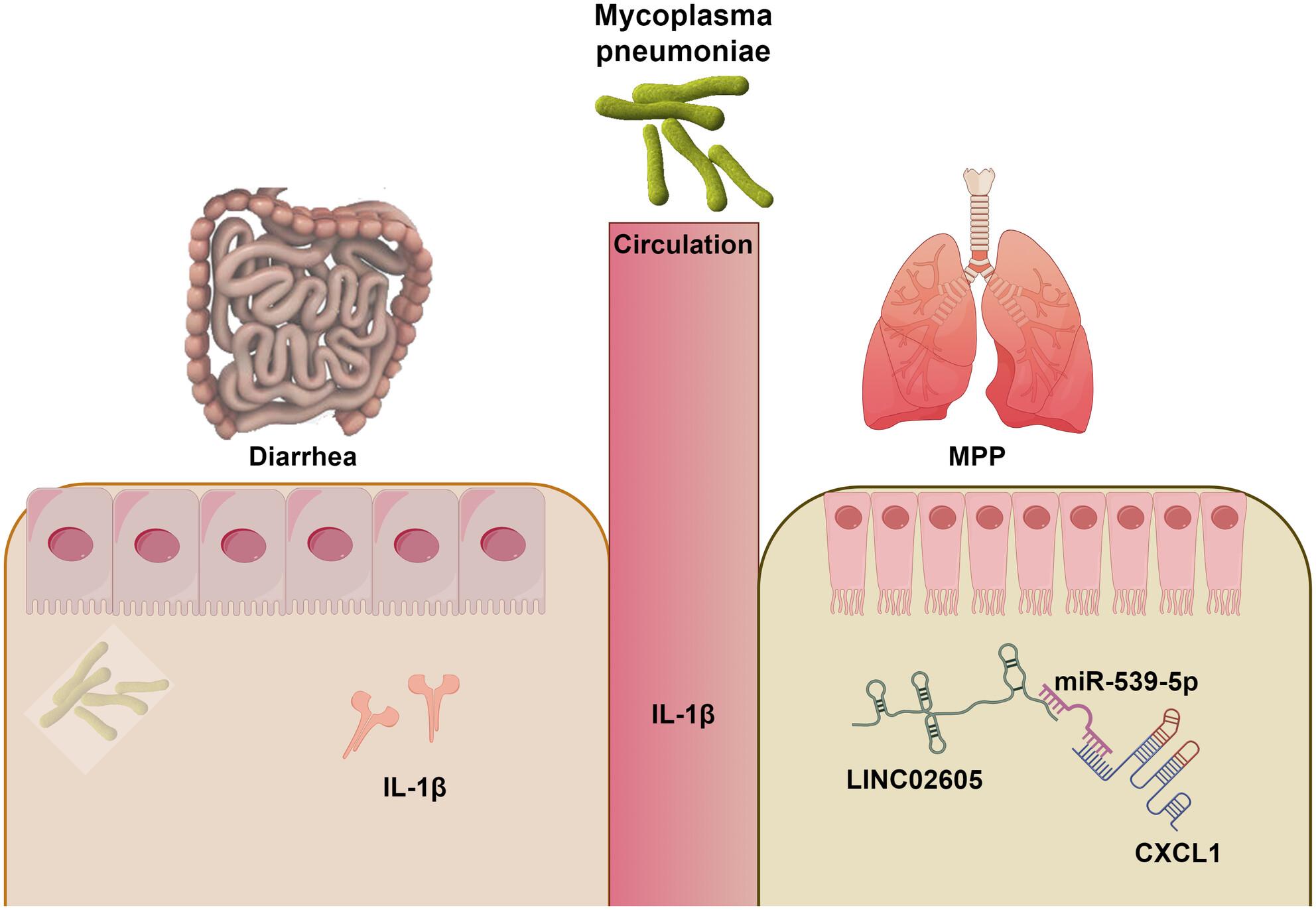 LINC02605 involved in paediatric Mycoplasma pneumoniae pneumonia complicated with diarrhoea via miR-539-5p/CXCL1 axis