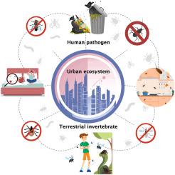 Terrestrial invertebrate hosts of human pathogens in urban ecosystems