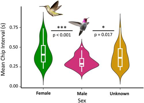 Vocal dimorphism in Anna's hummingbirds