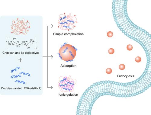 Nanoparticles-based double-stranded RNA delivery as an antiviral agent in shrimp aquaculture