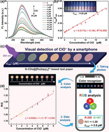 A Ratiometric Fluorescent Detection Platform Using G-CDs@[Ru(bpy)3]2+ for the Specific Detection of Hypochlorite and Live Cell Imaging