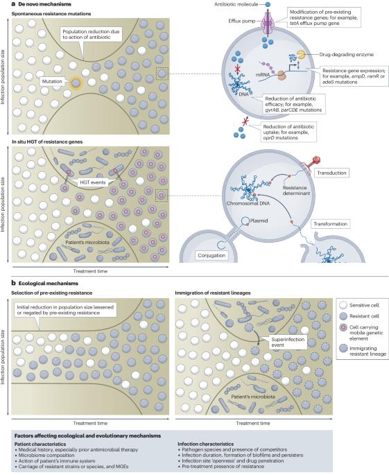 Ecological and evolutionary mechanisms driving within-patient emergence of antimicrobial resistance