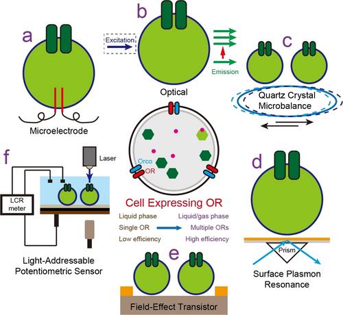 Odor Biosensors Based on Cell Expressing Olfactory Receptor: Recent Advances