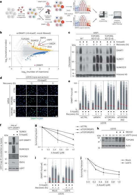 Concerted SUMO-targeted ubiquitin ligase activities of TOPORS and RNF4 are essential for stress management and cell proliferation