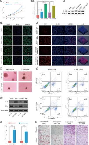 Spatiotemporal evolutionary process of osteosarcoma immune microenvironment remodeling and C1QBP-driven drug resistance deciphered through single-cell multi-dimensional analysis