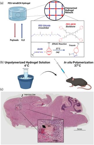 Versatile tissue-injectable hydrogels capable of the extended hydrolytic release of bioactive protein therapeutics